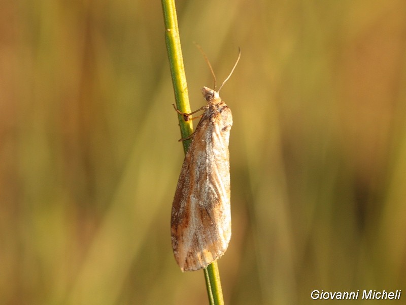 Richiesta ID: Chesias legatella - Geometridae